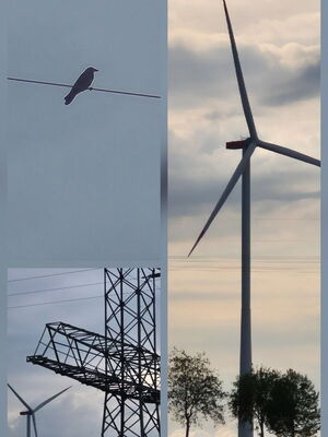 "Klimaschutz" Fotomontage Rabe, Windrad, Hochspannungsmast © Holger Reuter 2026
